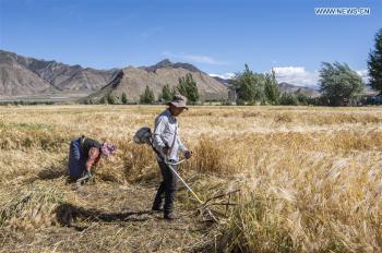 Local farmers busy in fields in harvest season of highland barley in Tibet