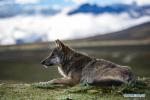Sept.17,2020 -- A wild wolf rests on the Bangda Grassland in Qamdo City, southwest China`s Tibet Autonomous Region, Sept. 15, 2020. (Xinhua/Purbu Zhaxi)