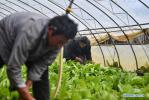 Sept.27,2020 -- People work in a greenhouse in Yazhong Village of Qamdo, southwest China`s Tibet Autonomous Region, Sept. 21, 2020. Greenhouse vegetable planting developed in Yazhong Village provides jobs for impoverished villagers here and helps boost their income. (Xinhua/Jigme Dorje)