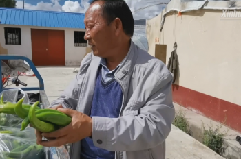 Cadres sent to Tibet help grow vegetables on Tibetan plateau