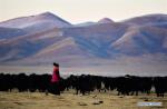 Nov.3,2020 -- A herd of yaks are seen at Jiatang Grassland in Chindu County, Yushu Tibetan Autonomous Prefecture, northwest China`s Qinghai Province, Oct. 28, 2020. (Xinhua/Zhang Long)