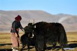 Nov.3,2020 -- A herdswoman ties a yak to ground at Jiatang Grassland in Chindu County, Yushu Tibetan Autonomous Prefecture, northwest China`s Qinghai Province, Oct. 28, 2020. (Xinhua/Zhang Long)