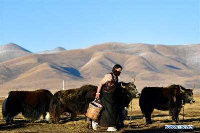 Ecological animal husbandry at Jiatang Grassland in Qinghai