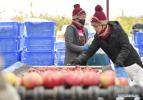 Nov.25,2020 -- Villagers sort apples at an apple orchard in Nyingchi, southwest China`s Tibet Autonomous Region, Nov. 22, 2020. Nyingchi, one of the most important fruit planting bases in Tibet, entered harvest season for apples. The apple orchard here covers an area of 37,800 mu (about 2,520 hectares) , with the output estimated to 15,000 tons within this year. (Xinhua/Zhang Rufeng)