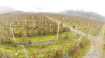 Nov.25,2020 -- Photo taken on Nov. 22, 2020 shows an apple orchard in Nyingchi, southwest China`s Tibet Autonomous Region. Nyingchi, one of the most important fruit planting bases in Tibet, entered harvest season for apples. The apple orchard here covers an area of 37,800 mu (about 2,520 hectares) , with the output estimated to 15,000 tons within this year. (Xinhua/Zhang Rufeng)