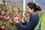 Nov.25,2020 -- A villager picks apples at an apple orchard in Nyingchi, southwest China`s Tibet Autonomous Region, Nov. 22, 2020. Nyingchi, one of the most important fruit planting bases in Tibet, entered harvest season for apples. The apple orchard here covers an area of 37,800 mu (about 2,520 hectares) , with the output estimated to 15,000 tons within this year. (Xinhua/Zhang Rufeng)