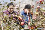 Nov.25,2020 -- Villagers pick apples at an apple orchard in Nyingchi, southwest China`s Tibet Autonomous Region, Nov. 22, 2020. Nyingchi, one of the most important fruit planting bases in Tibet, entered harvest season for apples. The apple orchard here covers an area of 37,800 mu (about 2,520 hectares) , with the output estimated to 15,000 tons within this year. (Xinhua/Zhang Rufeng)