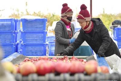 Fruit planting bases in Tibet enter harvest season for apples