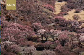 Into Tibet 2020: The symbol of Nyingchi – Peach blossom festival
