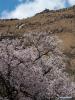April 22,2021 -- Peach blossoms are seen near the Pabonka Hermitage in the northern suburb of Lhasa, southwest China`s Tibet Autonomous Region, April 18, 2021. (Xinhua/Chogo)