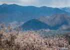 April 22,2021 -- Peach blossoms are seen near the Pabonka Hermitage in the northern suburb of Lhasa, southwest China`s Tibet Autonomous Region, April 18, 2021. (Xinhua/Purbu Zhaxi)