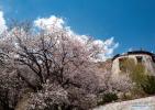 April 22,2021 -- Peach blossoms are seen near the Pabonka Hermitage in the northern suburb of Lhasa, southwest China`s Tibet Autonomous Region, April 18, 2021. (Xinhua/Purbu Zhaxi)