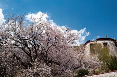 Peach blossoms seen in Lhasa, China’s Tibet
