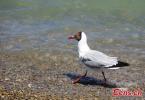 June 16,2021 -- A Brown-headed gull wanders by the Pangong Tso Lake on June 14, 2021. (Photo: China News Service/ Ran Wenjuan)