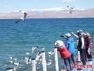 June 16,2021 -- Visitors take photos of Brown-headed gulls flying over the Pangong Tso Lake on June 14, 2021. (Photo: China News Service/ Ran Wenjuan)