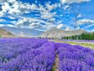 June 29,2021 -- Recently, purple flowers of Bella Garden in Darktse County of Lhasa City, the capital of southwest China`s Tibet Autonomous Region are in full bloom, attracting a great number of citizens and travelers.