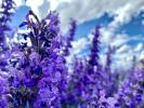 June 29,2021 -- Recently, purple flowers of Bella Garden in Darktse County of Lhasa City, the capital of southwest China`s Tibet Autonomous Region are in full bloom, attracting a great number of citizens and travelers.