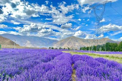 Purple garden in Lhasa