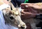 July 9,2021 -- A Tibetan antelope is blessed before being released into the wild at a wildlife rescue center of the Sonam Dargye Protection Station in Hoh Xil, northwest China`s Qinghai Province, July 7, 2021. Five Tibetan antelopes were released into the wild on Wednesday after being rescued in northwest China`s Hoh Xil National Nature Reserve under the Sanjiangyuan National Park, the park`s management bureau said. Two female and three male Tibetan antelopes were released back into nature around 1:00 p.m. Wednesday after years of being cared for at a local protection station. Tibetan antelopes are mostly found in the Tibet Autonomous Region, Qinghai Province and the Xinjiang Uygur Autonomous Region. The species is under first-class state protection in China. The Hoh Xil nature reserve has not reported any poaching for 11 consecutive years and the population of Tibetan antelopes in the area has recovered to about 70,000. (Xinhua/Zhang Long)