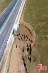 Aug.24,2021 -- File photo taken on June 29, 2021 shows a yak herd crossing Nagqu-Lhasa expressway, China`s Tibet Autonomous Region. (Photo: China News Service/ Jiang Feibo)