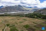 Sept.14,2021 -- Aerial photo taken on Sept. 6, 2021 shows a highland barley field at Kere Village of Dagze District, Lhasa, capital of southwest China`s Tibet Autonomous Region. (Xinhua/Sun Ruibo)