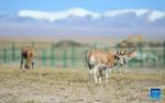 Photo taken on Sept. 28, 2021 shows Tibetan antelopes at a wildlife rescue center of the Sonam Dargye Protection Station in Hoh Xil, northwest China`s Qinghai Province.(Xinhua/Xue Yubin) 