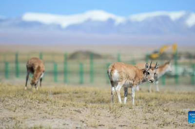Hoh Xil National Nature Reserve strengthens protection of Tibetan antelopes