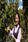 A Tibetan villager picks grapes in a vineyard in Chushul county of Lhasa, Tibet autonomous region. [Photo by Daqiong/chinadaily.com.cn]