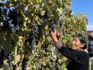 A Tibetan villager picks grapes in a vineyard of Lhasa`s Chushul county in Tibet. Grapes provide both income and wine. [Photo by Daqiong/chinadaily.com.cn]