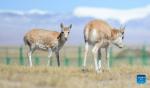 Baby Tibetan antelopes are seen at Sonam Dargye Protection Station in Hoh Xil, northwest China`s Qinghai Province, Sept. 28, 2021.