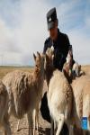 Patroller Deng Haiping of Sonam Dargye Protection Station feeds baby Tibetan antelopes with milk in Hoh Xil, northwest China`s Qinghai Province, Dec. 6, 2020. 
