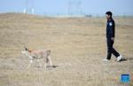 A patroller follows a baby Tibetan antelope at Sonam Dargye Protection Station in Hoh Xil, northwest China`s Qinghai Province, Sept. 28, 2021. 