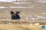 A wild yak is seen at the source of the Yellow River section of the Sanjiangyuan National Park in northwest China`s Qinghai Province, Jan. 21, 2020. (Photo by Song Zhongyong/Xinhua)