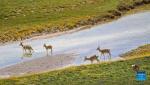 A herd of Tibetan antelopes are seen at the source of the Yellow River section of the Sanjiangyuan National Park in northwest China`s Qinghai Province, Aug. 26, 2016. (Photo by Song Zhongyong/Xinhua)