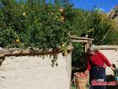 A Tibetan woman puts pomegranates into a basket at Junyong village of Dongba township, Southwest China`s Tibet Autonomous Region, Oct. 23, 2021. (Photo: China News Service/Ran Wenjuan)