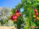 Photo taken on Oct. 23, 2021 shows pomegranates in Dongba township, Southwest China`s Tibet Autonomous Region, Oct. 23, 2021. (Photo: China News Service/Ran Wenjuan)