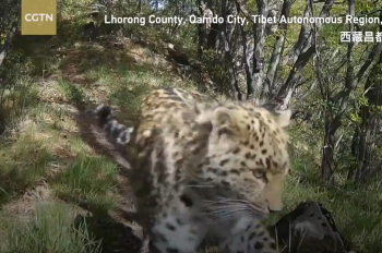 Over 30 endangered North China leopards discovered in Tibet