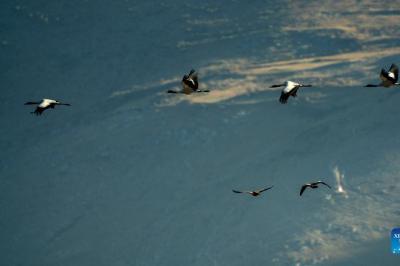 Black-necked cranes arrive at Yunnan’s Napa Lake Nature Reserve for wintering