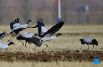 Black-necked cranes sport at a field in Lhunzhub County of Lhasa, southwest China`s Tibet Autonomous Region, Jan. 8, 2022. The population of black-necked crane is estimated to reach nearly 10,000 in Tibet, according to the regional department of ecology and environment. (Xinhua/Zhang Rufeng)