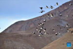 Black-necked cranes fly in Lhunzhub County of Lhasa, southwest China`s Tibet Autonomous Region, Jan. 8, 2022. The population of black-necked crane is estimated to reach nearly 10,000 in Tibet, according to the regional department of ecology and environment. (Xinhua/Huang Huo)