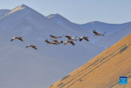 Black-necked cranes fly in Lhunzhub County of Lhasa, southwest China`s Tibet Autonomous Region, Jan. 9, 2022. The population of black-necked crane is estimated to reach nearly 10,000 in Tibet, according to the regional department of ecology and environment. (Xinhua/Zhang Rufeng)
