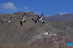 Black-necked cranes fly in Lhunzhub County of Lhasa, southwest China`s Tibet Autonomous Region, Jan. 8, 2022. The population of black-necked crane is estimated to reach nearly 10,000 in Tibet, according to the regional department of ecology and environment. (Xinhua/Zhang Rufeng)