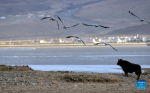 Black-necked cranes fly in Lhunzhub County of Lhasa, southwest China`s Tibet Autonomous Region, Jan. 8, 2022. The population of black-necked crane is estimated to reach nearly 10,000 in Tibet, according to the regional department of ecology and environment. (Xinhua/Huang Huo)