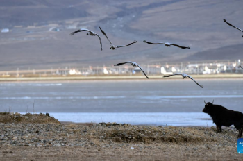 Black-necked cranes seen in China's Tibet