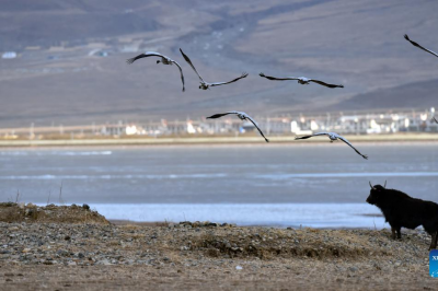 Black-necked cranes seen in China's Tibet