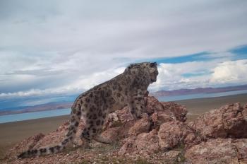 Survey: Carnivores thriving in northern Tibet