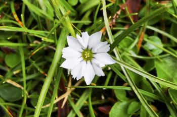 Chinese scientists discover the fastest reacting flower in the world