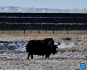 A wild yak is pictured in Hoh Xil, northwest China`s Qinghai Province, Jan. 20, 2022. (Xinhua/Wang Bo)