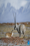 Tibetan antelopes are pictured in Hoh Xil, northwest China`s Qinghai Province, Jan. 20, 2022. (Photo by Pan Binbin/Xinhua)