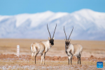 Tibetan antelopes are pictured in Hoh Xil, northwest China`s Qinghai Province, Jan. 20, 2022. (Photo by Song Zhongyong/Xinhua)